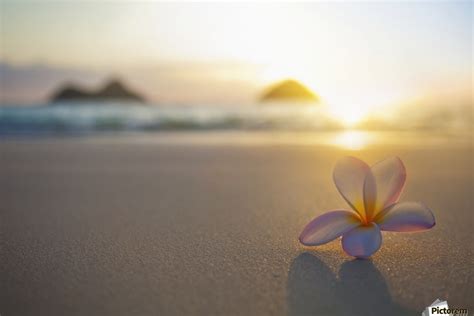 A Pink Plumeria Flower Sits On The Sand Of Lanikai Beach In Kailua With