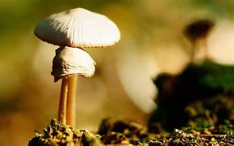2k Free Download White Headed Mushrooms Forest Floor Close Up