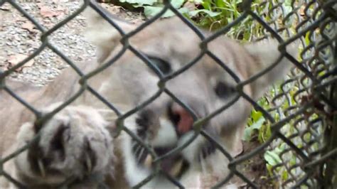 Cougar Plays With Feather Youtube
