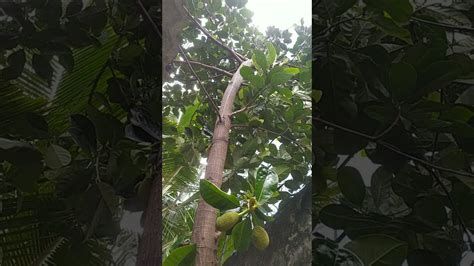 Jackfruit Tree Is Bearing Fruit Youtube