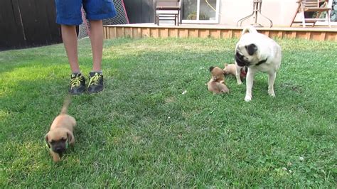Pug X Dachshund Puppies July 2014 Youtube