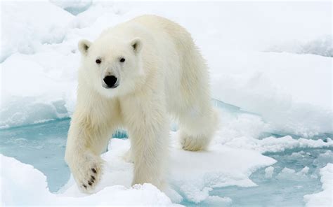 Wallpaper Polar Bear Look At You Face Snow 3840x2160 Uhd 4k Picture
