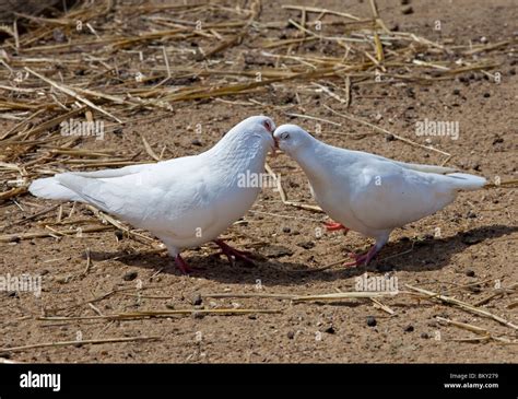 Dove Feeding Fledging Hi Res Stock Photography And Images Alamy