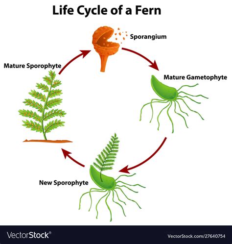 Life Cycle Of A Fern