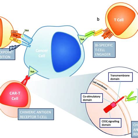 Frontiers In Immunotherapy A Checkpoint Inhibition Targets The