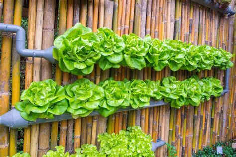 A Complete Guide To Vertical Farming At Home Green Coast