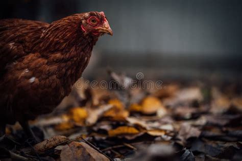 Chicken On Fallen Leaves In The Aviary Brown Chicken Walking On A Pile