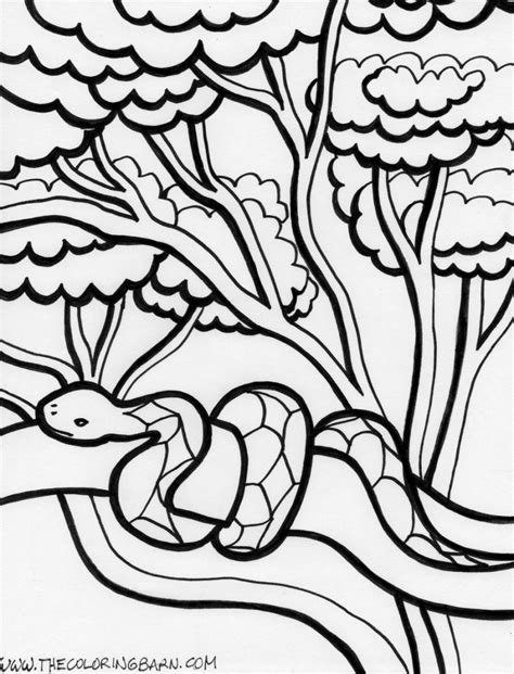 Rainforest Coloring Pages For Kids At Free Printable