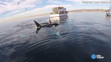 Paddle Boarder Captures Amazing Video Of Killer Whales