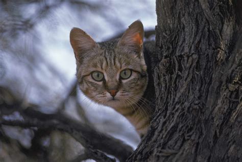 Forgotten Felines The Seven Small Cats Of Africa