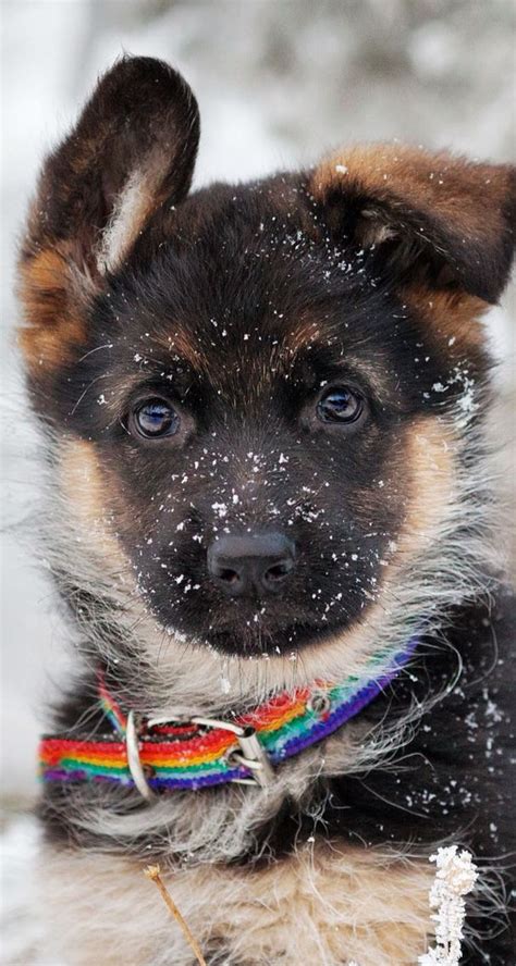 German Shepherd Puppy In The Snow Ios8 Hd Wallpaper For Iphone And