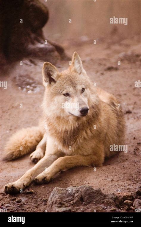 Tibetan Wolf Nepal Hi Res Stock Photography And Images Alamy