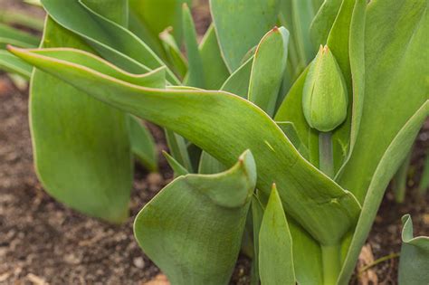 9 Reasons Why Tulip Leaves Turn Yellow Prematurely