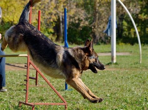 Обучение и възпитание на немска овчарка как да обучаваме кученце На