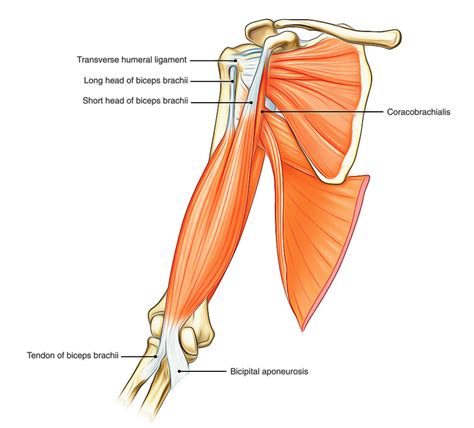 Muscular Arm Bicep Brachialis Anatomy