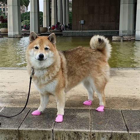 What A Perfect Day To Wear Pink Shibainu Shiba Doge Cutedogs