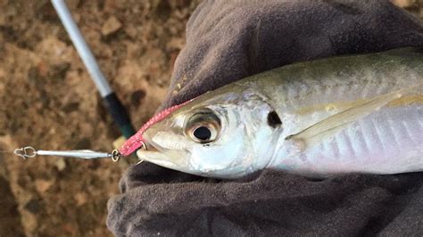 Insistir Borradura Obtener Pesca De Jureles Con Plumas Moderador