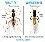 Photos of Difference Between Termite And Flying Ant