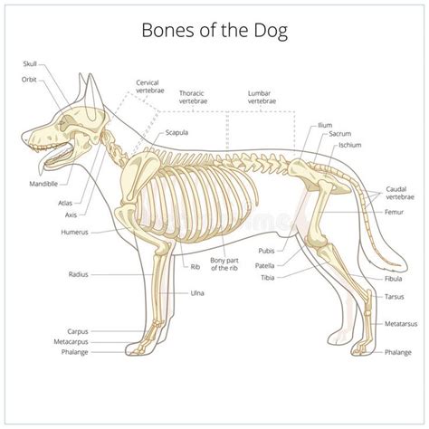 Dog Skeleton Veterinary Vector Illustration Dog Osteology Bones