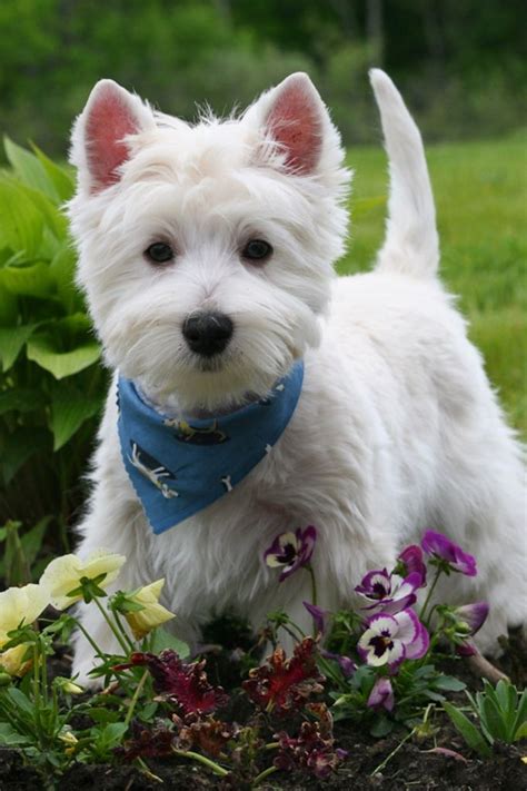5 Most Hidden Facts About Westie Puppies Exclusive