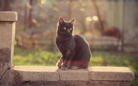 可爱的黑猫高清图片壁纸动物 彼岸桌面