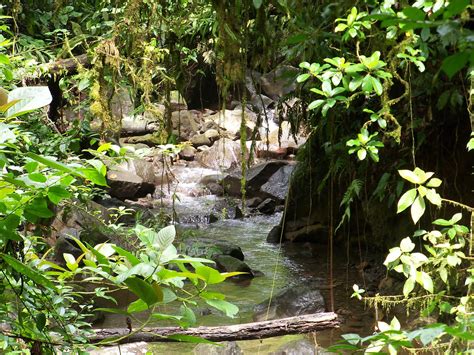 Jungle And Rainforest Art Of Costa Rica Costa Rica Jungle River