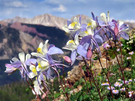Columbine Wildflowers In The Rocky Mountains Oc 4500x3375 Hq Earth