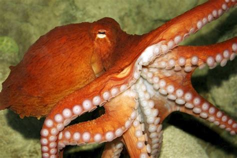 With Their Eight Tentacles And Bigger Than Average Brains Octopuses