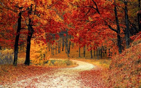 Autumn Fall Wallpaper Photo Desicomments Com