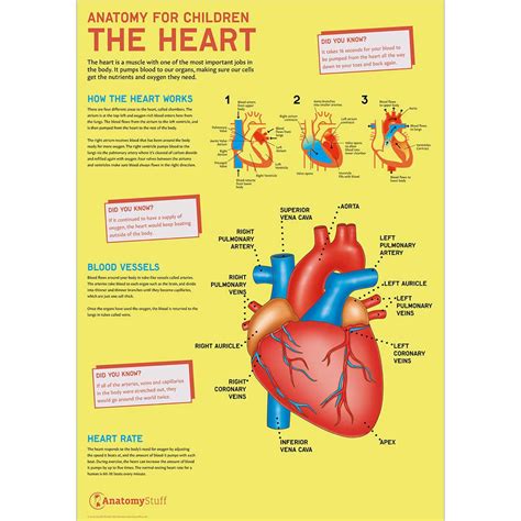 Anatomy For Children The Heart Poster School Anatomy