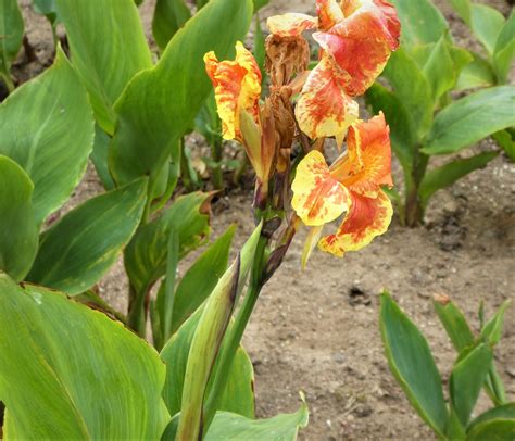 Selling One Lot Of 6 Young Canna Lily Plants Or Trade Galora