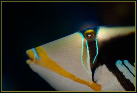 Reef Triggerfish Humu­humu­nuku­nuku­āpuaʻa A Photo On Flickriver
