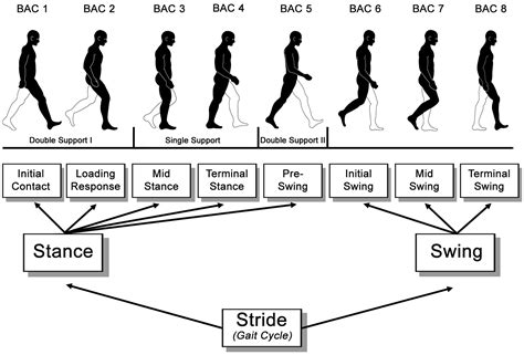 Frontiers The Mental Representation Of The Human Gait In Young And