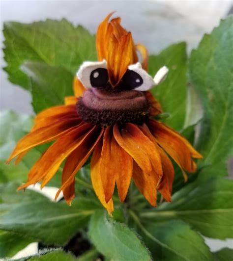 Joplin Greenhouse & Garden Center - Nurseries & Gardening Store