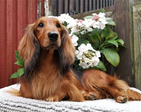 Listings are alphabetized by county (when known). Beautiful STANDARD Dachshund Puppies for sale | in Lanark ...
