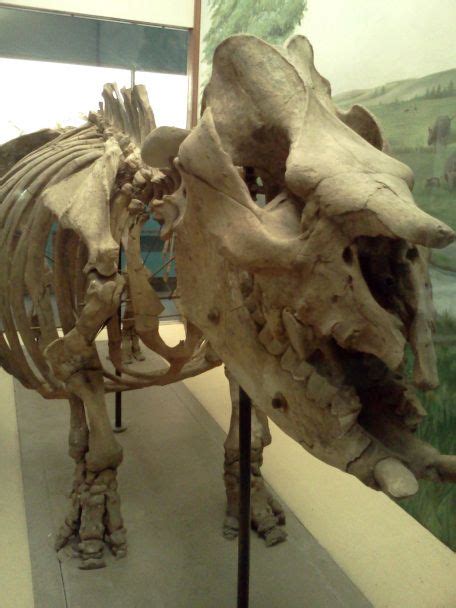 Sunday Snapshot Fossils At The Ku Natural History Museum Fossils