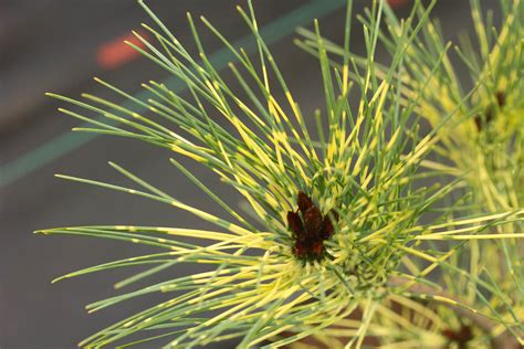 Pinus Densiflora Burkes Red Variegated Japanese Red Pine Conifer