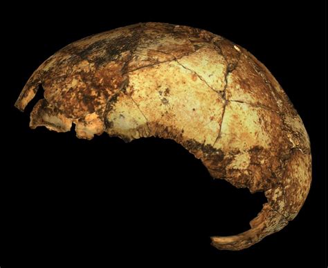 Dnh 134 Homo Aff Erectus Dated To ~2 Million Years Ago Dnh 134 Is The Oldest Know Homo