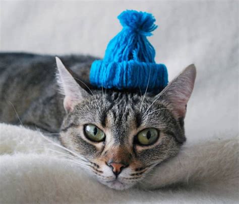 Blue Hat Cat Cute Cats In Hats