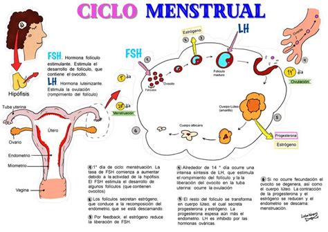 Ciclo Menstrual De La Mujer Ciclo Ovarico Informaci Ninteresante