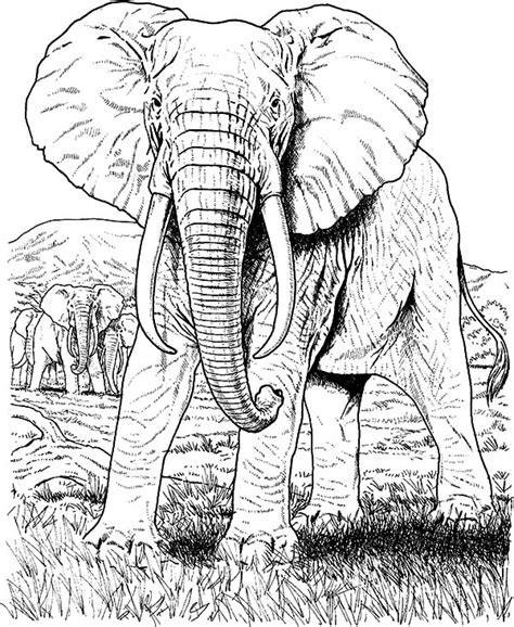 African Elephant Eating Grass Coloring Pages Coloring Sky