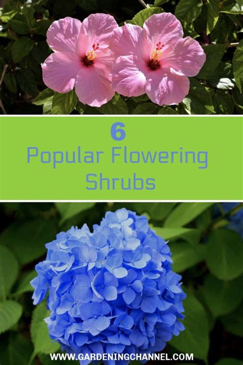 6 Popular Flowering Shrubs Flowering Shrubs Shrubs Garden Shrubs
