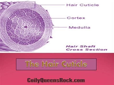 Unlocking The Mystery Of The Hair Cuticle Understanding Its Structure