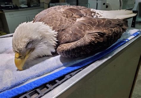 Bald Eagles Are Dying Of Lead Poisoning In North Carolina And Experts