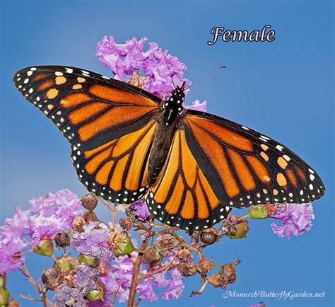 female or male monarch butterfly see the differences