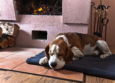 Should You Worry If Your Older Dog Sleeps All Day Petmd