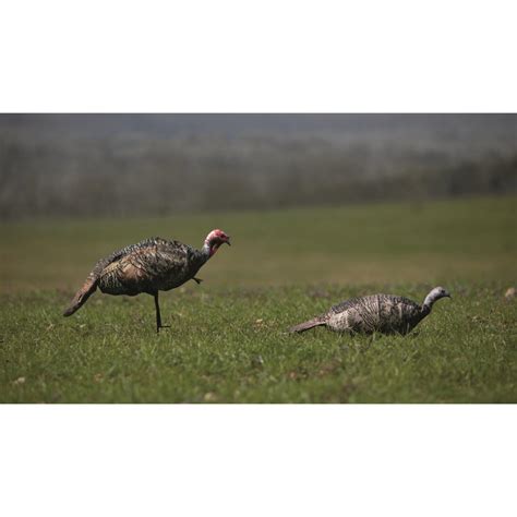 Montana Decoy Purr Fect Pair 3d Turkey Hunting Decoys 717264 Turkey