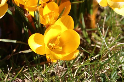 Gold-Krokus / Gelber Krokus (Crocus flavus) - Blumen und Natur