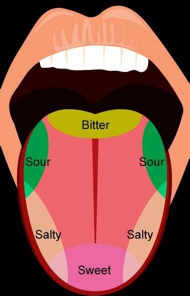 Draw A Diagram Showing The Location Of Different Taste Buds On Tongue