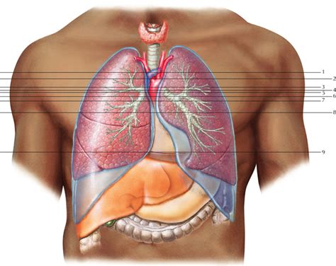 Thoracic Lymph Nodes Radiology Key